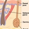 科学家发现人类汗腺已进化 或具备修复皮肤功能