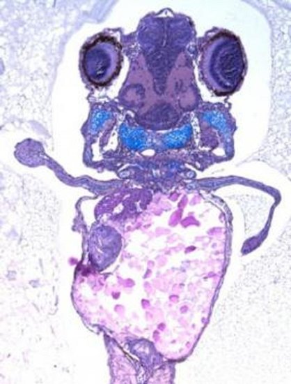 科学家引入新基因重现鱼鳍进化为肢体过程